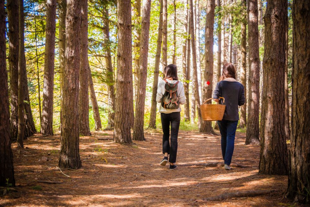 two individuals walking in a wooded area